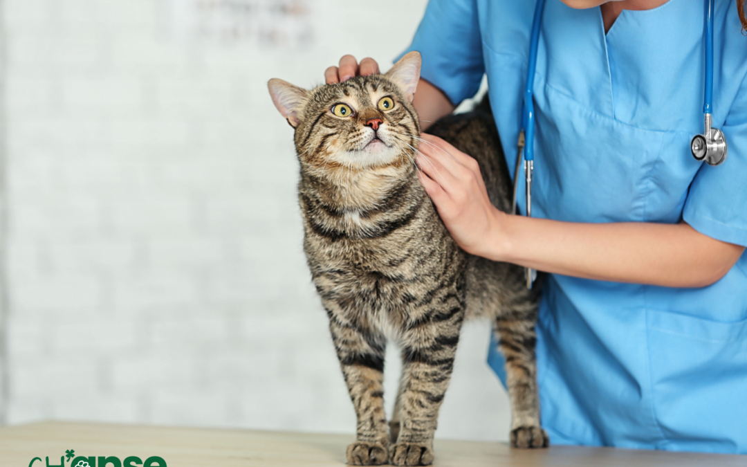 Pourquoi stériliser votre chat est primordial ? 🐾