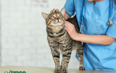 Pourquoi stériliser votre chat est primordial ? 🐾