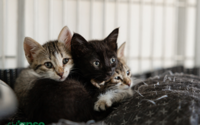 L’abandon des animaux en France : une urgence qui ne faiblit pas 🐾💔