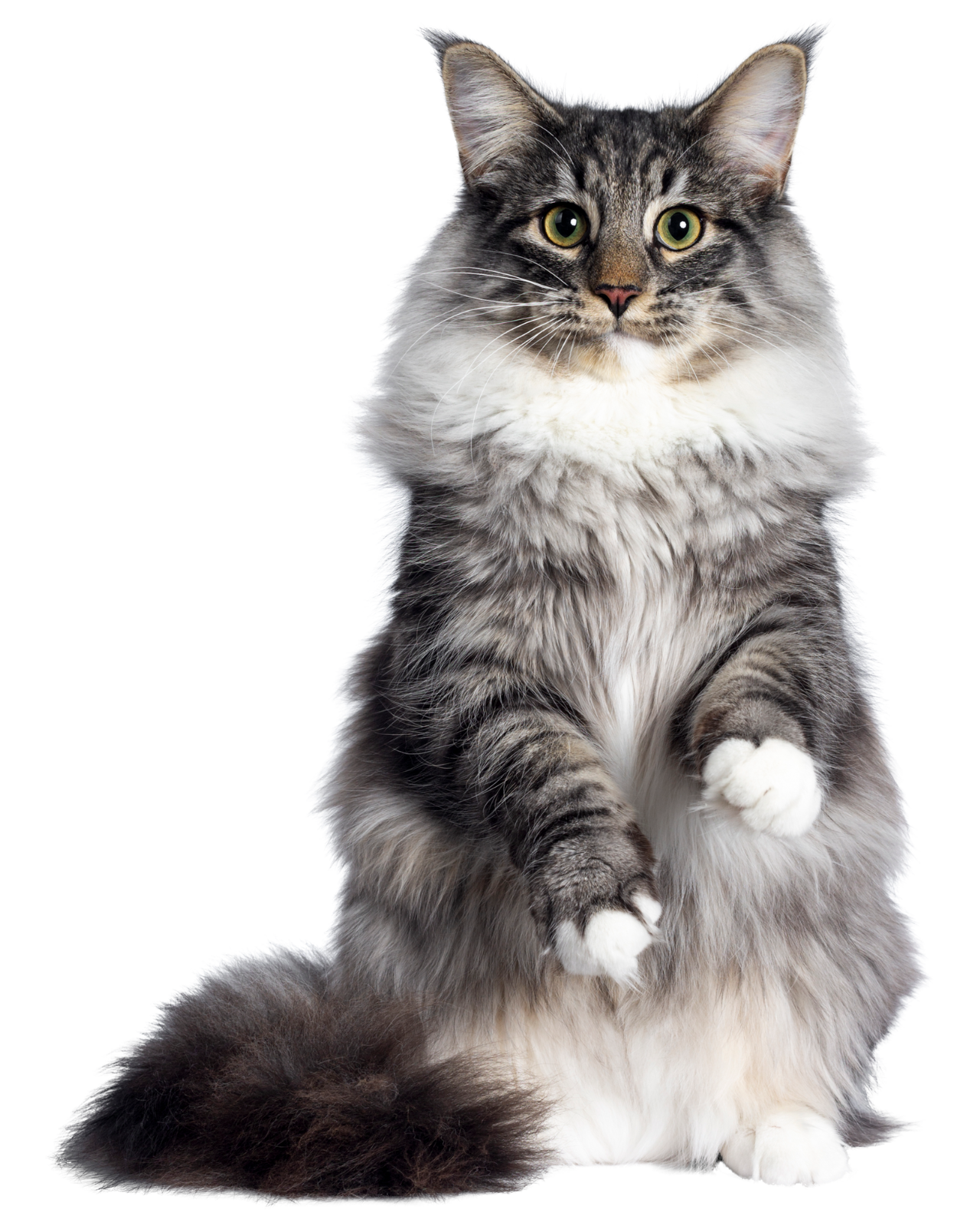 Chanse chat 2
