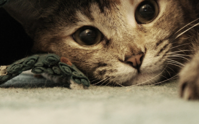 Bien accueillir un chat adopté : les étapes clés